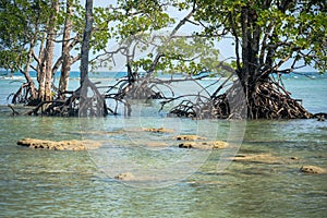 Root of the mangrove trees in mangrove forest,