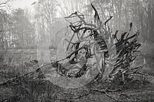 Root Mass of a Fallen Tree