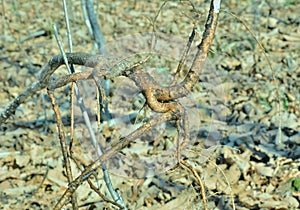 Root of medicinal plant aralia Aralia elata 2