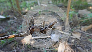 The root nodules of legumes are inhabited by rhizobium fungi