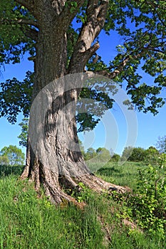 Root of the oak