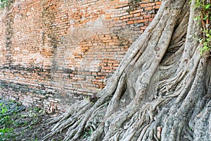 Root of old giant tree growing at vintage brick wall