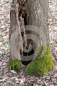 The root of an old tree covered with yellow moss