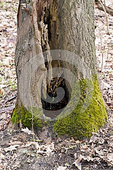 The root of an old tree covered with yellow moss