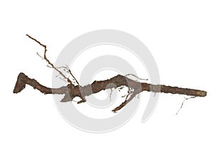 Root of old tree isolated on white background