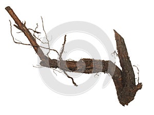 Root of old tree isolated on white background