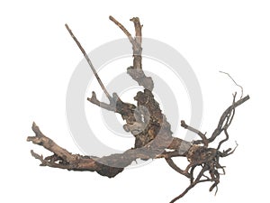 Root of old tree isolated on white background