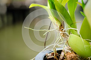 Root of orchid