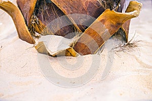The root of the palm tree in the sand. Light sand, clean sea water