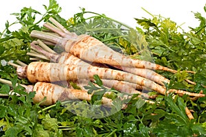 Root Parsley on Leaves