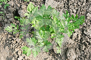 Root Parsley