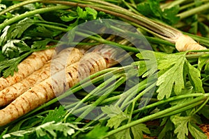 Root Parsley roots on its leaves