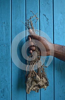 Root of the pepper plant used to produce Kava drink