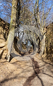 Root-pit ravine in Kazimierz Dolny