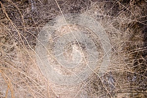 The root of the plant adhere to the wall