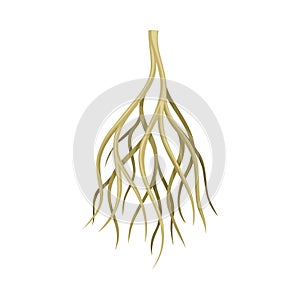 Root of plant, rhizoma, rootstalk. Botany or dendrology element vector illustration