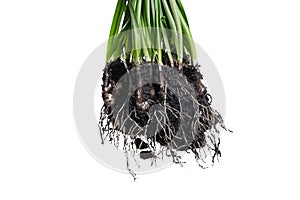 Root Plant with soil