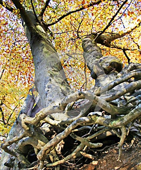 The Root Of The Problem photo