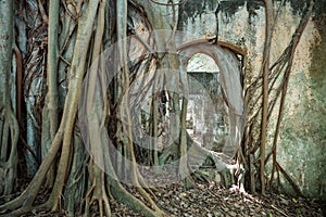 Root in ruins