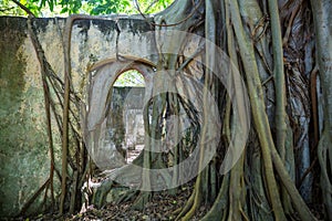 Root in ruins