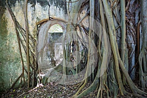 Root in ruins