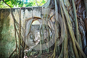 Root in ruins