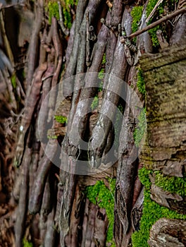 The root of the sago tree