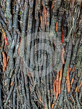 The root of the sago tree