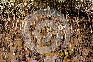 The root of saltwater tree hd image