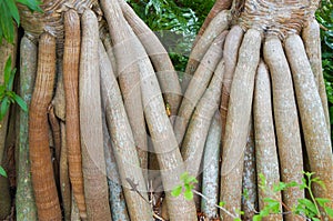 Root of Screwpine, Pandanus utilis, Pandanaceae, from Madagascar.