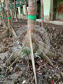 Root Spikes of Sundari Tree of Sunderland,mangrove  ans deciduous forest