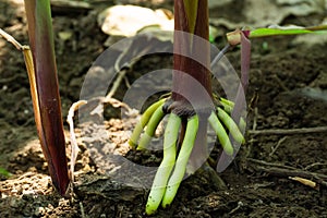 The root of the stem of the corn tree, air roots