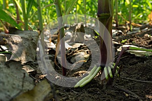 The root of the stem of the corn tree, air roots