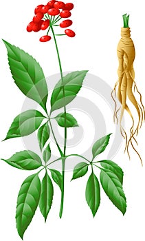 The root and stem of ginseng photo