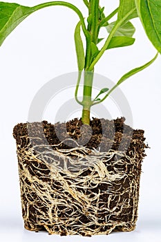 Root stem of pepper seedlings. Bell pepper seedling with a well-developed root system on a white background