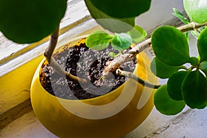 root stem system of healthy bright green crassula ovata succulent jade plant lucky tree in yellow pot