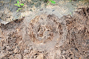 Root structure