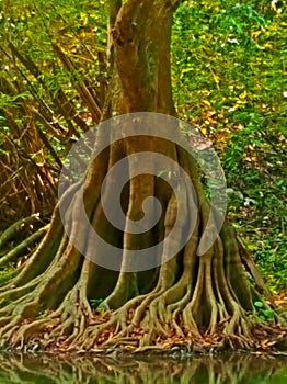 Root Structure of Banyan Tree