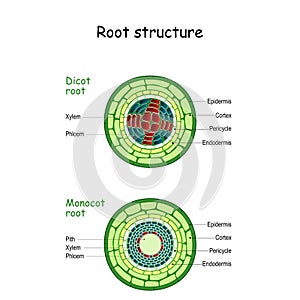 Root structure. monocot and dicot stems