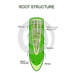 Root structure. Plant anatomy