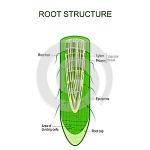 Root structure. Plant anatomy photo