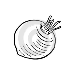 root of swede, vector drawing sketch of vegetable