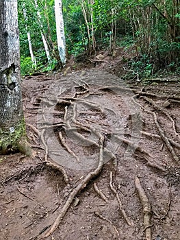 Sleeping Giant, Nounou Forest Reserve, Kauai, Hawaii, USA photo