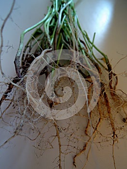 The root system of a bunch grass macro shot stock photo