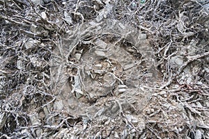 Root system of a fallen tree. A unique background