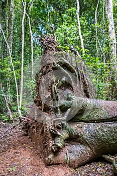 Root System of giant fallen Tree in Rainforest, Queensland, Australia