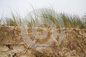 Root system of grass in eroded dune