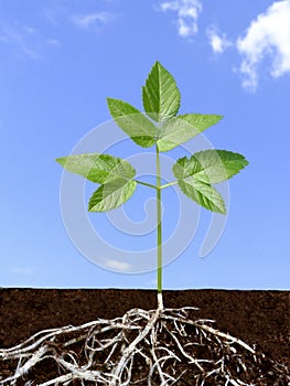 Root system of green plant.