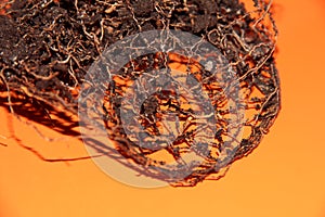 The root system of the lemon tree. Roots on a bright orange background