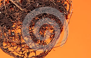 The root system of the lemon tree. Roots on a bright orange background